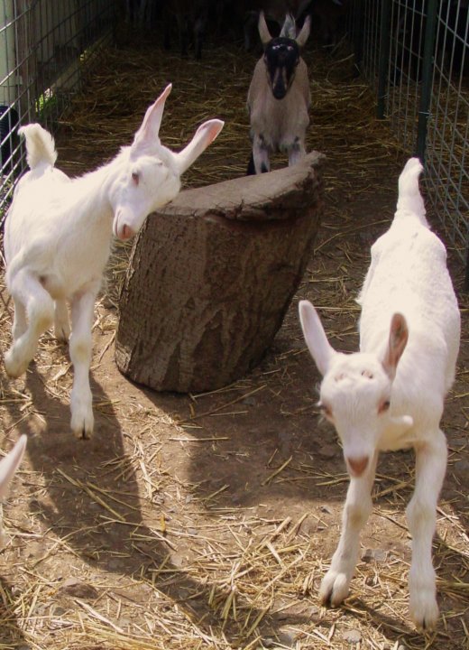 Redwood Hill Farm goats