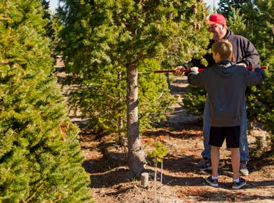 Cutting a tree at Frosty Mtn. Tree Farm, Sebastopol