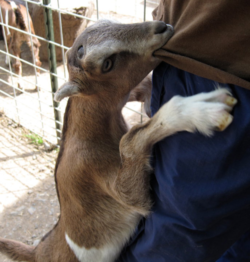 Lamancha goat munches clothing, photo by Auntie Stacey Dennick