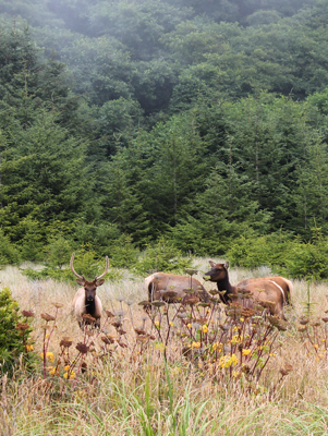 Elk grazing