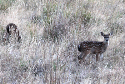 spotted fawn