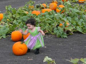 Petaluma Pumpkin Patch, photo by Stacey Dennick
