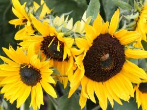 Auntie Stacey's Face Painting at the Petaluma Pumpkin Patch